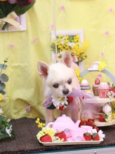 20230301チョコちゃん